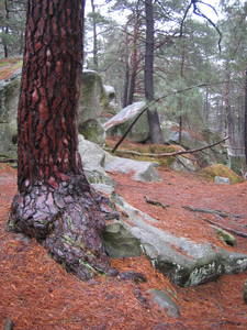 fontainebleau
