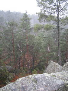 fontainebleau