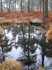 fontainebleau