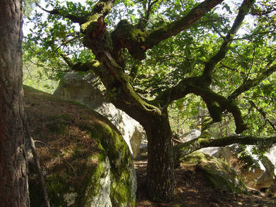 fontainebleau