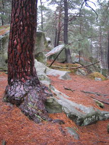 fontainebleau forest