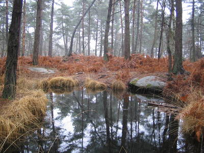 fontainebleau forest water pool reflection