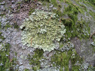 fontainebleau rock climbing france lichen