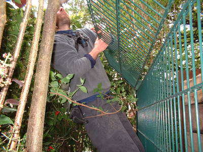 brandon hill heath bunting fence climbing