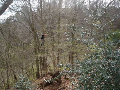 tree rope swing heath bunting nightingale valley leigh woods slope bristol