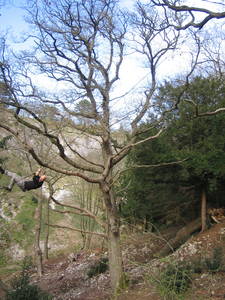 tree rope swing heath bunting walcombe slade slope bristol avon gorge bristol