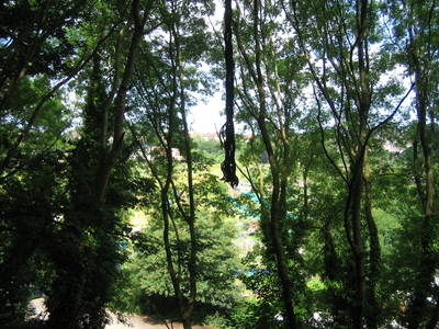 tree rope swing narroways millennium green slope vandalised by concerned parent