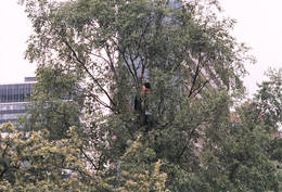 birmingham kayle brandon uptree birmingham kayle brandon uptree