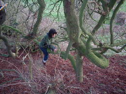 kelston tree kayle brandon kelston tree kayle brandon