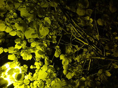 lime tree leaves night street light