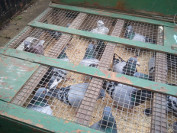 many pigeons in a case