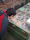 inari looking at pigeons