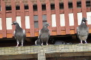 master's pigeons