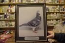 dennis's champion pigeon