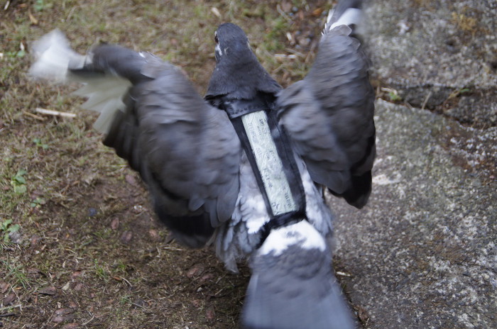 pigeon rucksack 2.0