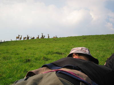  heath bunting sleeping ashton court bristol deer park