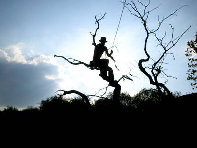 tree rope swing heath bunting purdown stoke park bristol