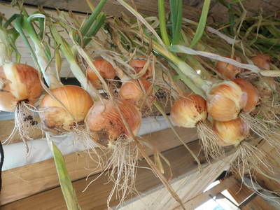 onions drying