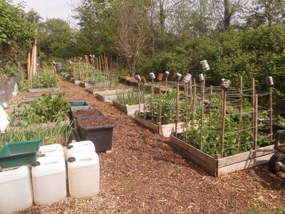raised beds