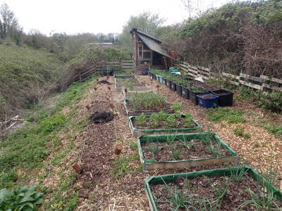 urban homestead shed