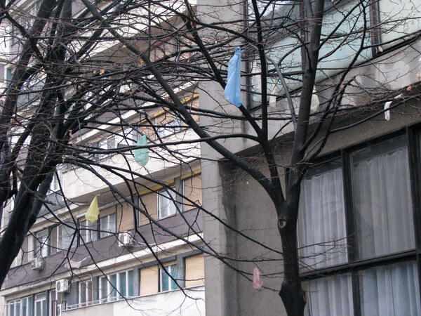 Plastic bags on trees