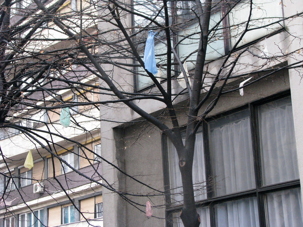 Plastic bags on trees